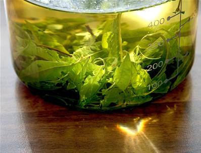 Extrait naturel de Myrte verte pour la Gastronomie - 30 Gr