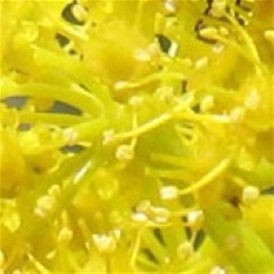 Huile essentielle de Galbanum - 30 gr
