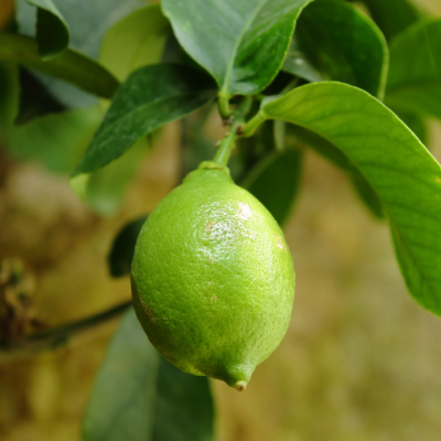 Extrait naturel de Citron Vert (exprimé) - 30 Gr
