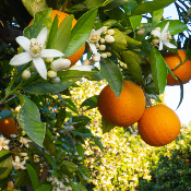 Absolue de Fleur d'Oranger de Tunisie - 30 gr