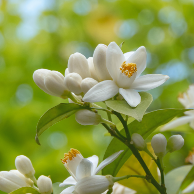 Hydrolat de Fleur d'Oranger - 500 mL