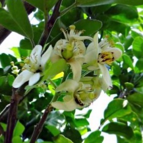Huile essentielle de Fleur de Pamplemoussier - 30 gr
