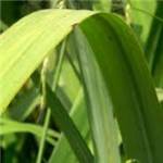 Huile essentielle de Lemongrass - 30 gr