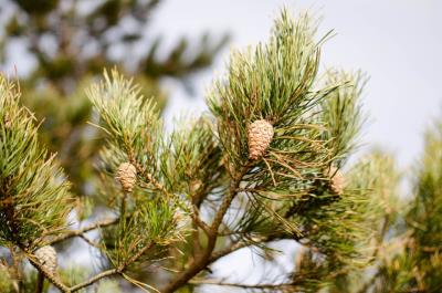 Extrait naturel de Pin sylvestre pour la gastronomie - 30 Gr