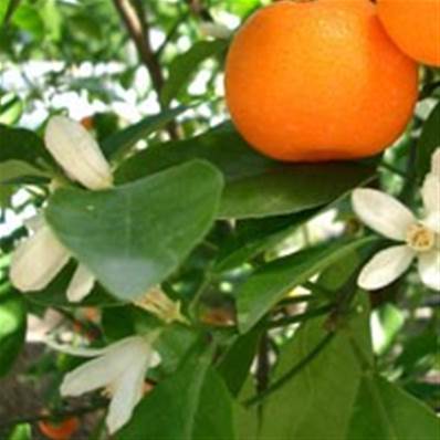 Extrait naturel de Petit grain mandarinier pour la Gastronomie - 30 Gr
