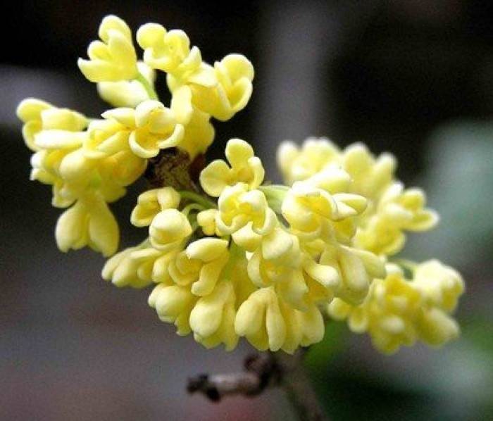 Absolue d'osmanthus pour la parfumerie par Fragrance Création