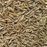 Huile essentielle de Cumin - 30 gr
