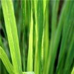 Huile essentielle de Citronnelle (Chine) - 30 gr