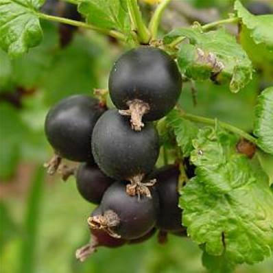 Absolue de Bourgeons de Cassis Pays - 30 gr