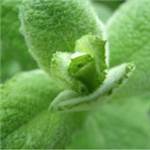Huile essentielle de Menthe verte - 30 gr