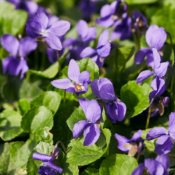 Extrait naturel de Violette (feuilles) pour la Gastronomie - 30 Gr