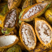 Absolue de Cacao - 30 gr