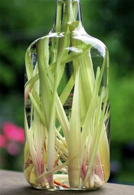 Extrait naturel de Lemongrass pour la Gastronomie - 30 Gr