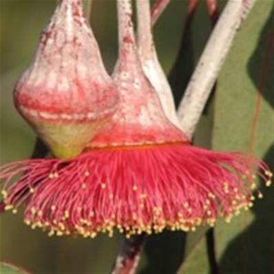 Extrait naturel d'Eucalyptus pour la Gastronomie - 30 Gr