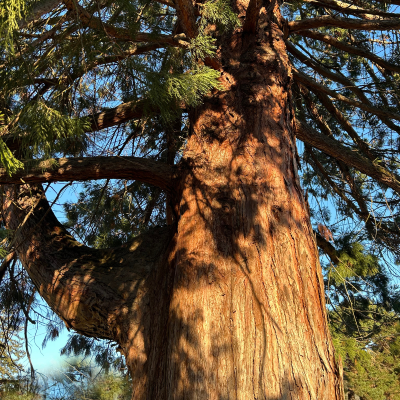 Acétate cédryl - 30 Gr