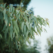 Huile Essentielle d'Eucalyptus Citriodora - 30 gr