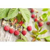 Absolue de Feuilles de Framboisier - 30 Gr