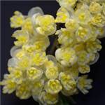 Huile essentielle de Litsea Cubeba (verveine exotique) - 30 gr