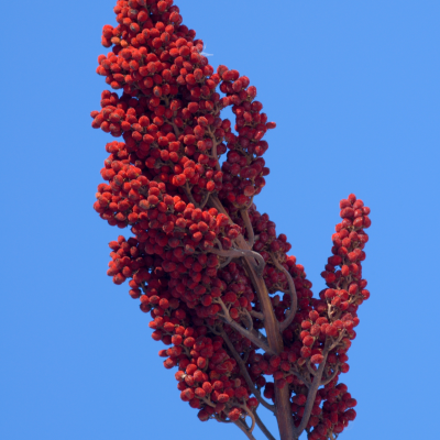 Huile Essentielle de Sumac - 30 gr