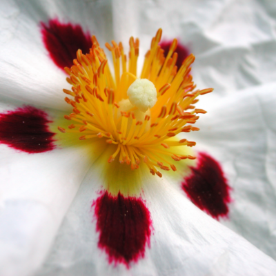 Labdanum Absolute - 30 gr