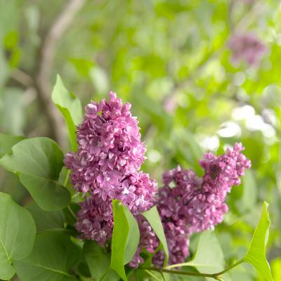 Base parfumante Lilas - 30 gr