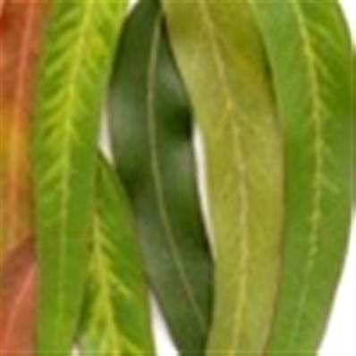 Huile essentielle d'Eucalyptus Globulus - 30 gr