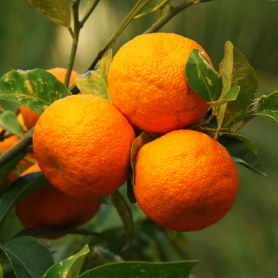 Extrait naturel d'Orange amère - 30 Gr
