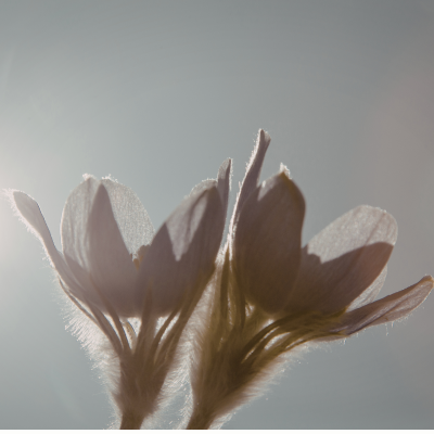 Hexyl salicylate - 30 Gr