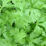 Huile essentielle de Coriandre feuilles - 30gr