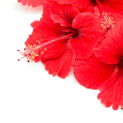 Composition naturelle Hibiscus pour la Gastronomie - 30 gr