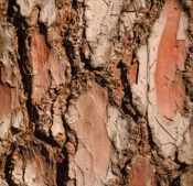 Huile essentielle d'Amyris - 30 gr