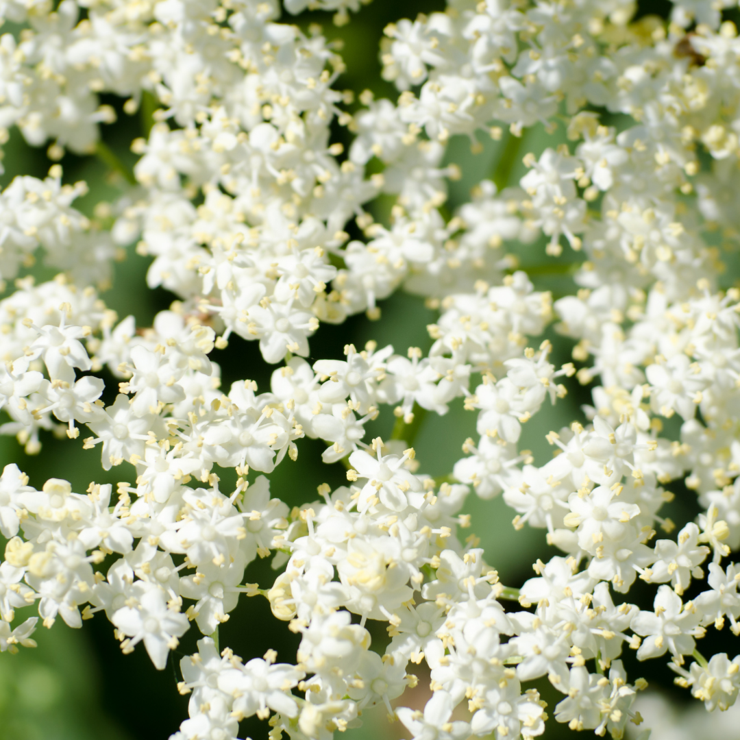 Absolue de Fleurs de Sureau pour la parfumerie