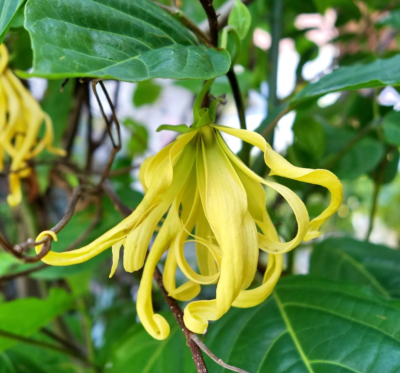 Ylang-Ylang essential oil extra - 30 gr