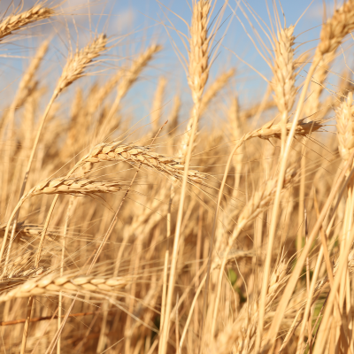 Absolue de Son de Blé Tendre - 30 gr