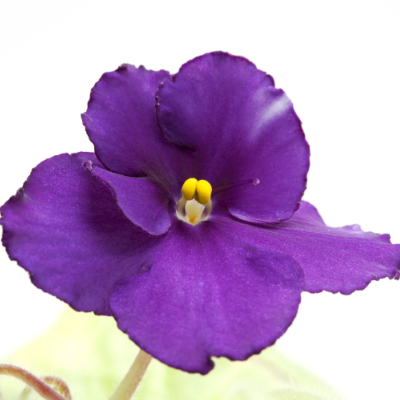 Absolue de Feuilles de Violette - 30 gr