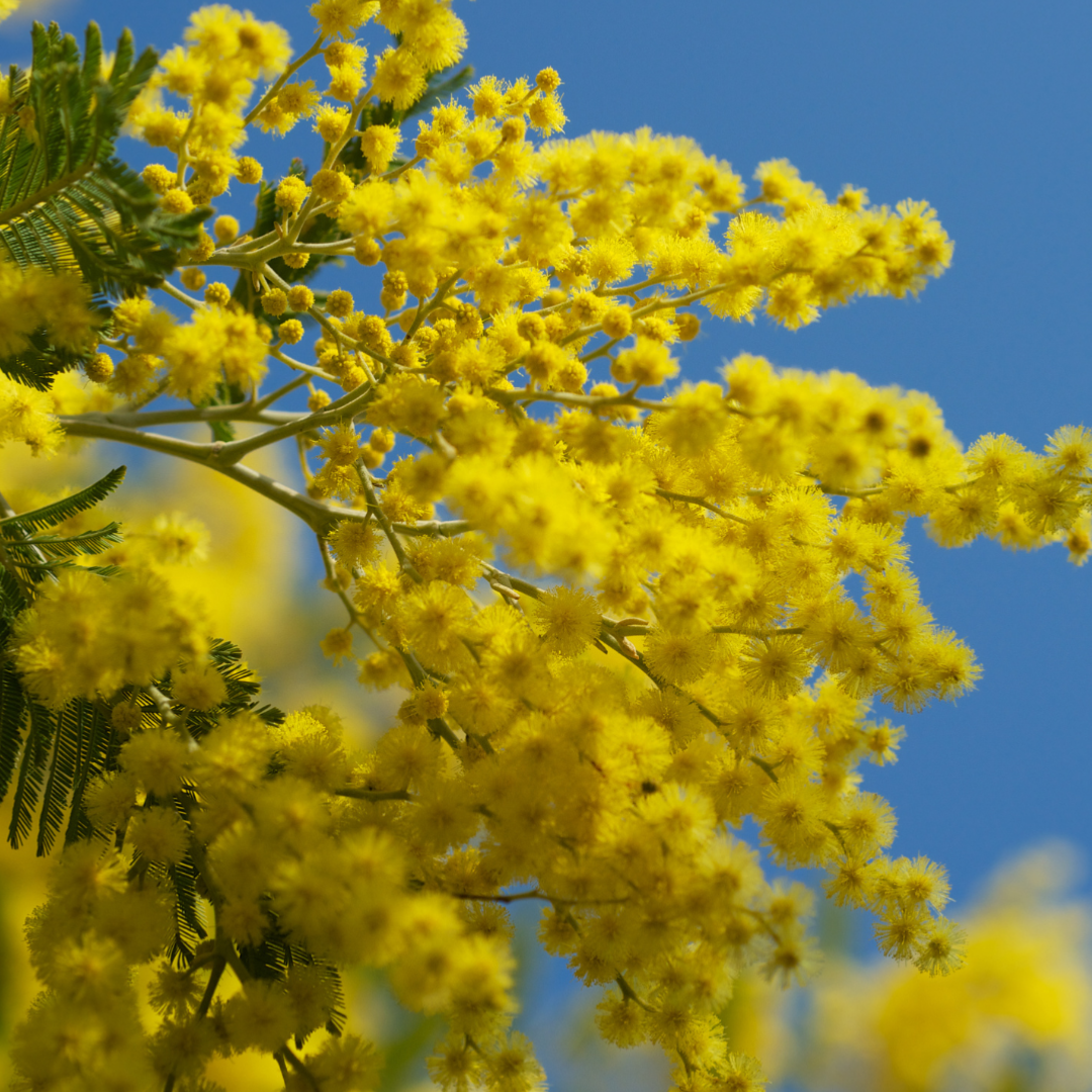 Absolue de Mimosa pour la parfumerie