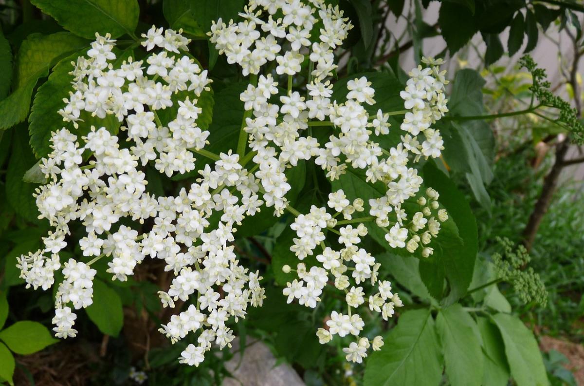Extrait Naturel De Fleur De Sureau Pour La Gastronomie 30 Gr