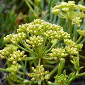 Huile Essentielle de Criste Marine - 30 gr