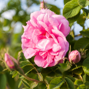 Absolue de Rose Centifolia - 30 Gr