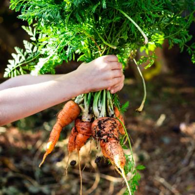 Huile essentielle de Carotte graines - 30 gr