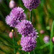 Huile essentielle de Ciboulette - 30 gr