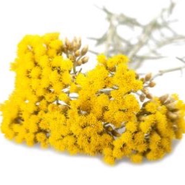  Immortelle Absolute, mediterranean - 30 gr