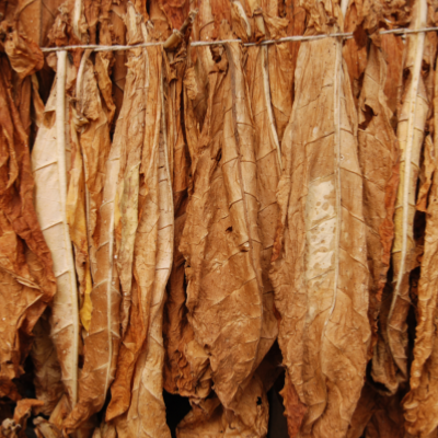 Extra Tobacco Absolute - 30 gr