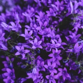 Absolue de Feuilles de Violette - 30 gr