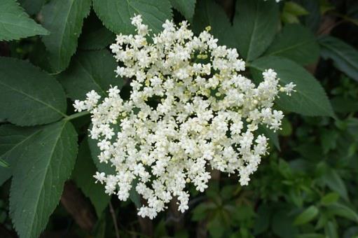Absolu De Fleur De Sureau 30 Gr