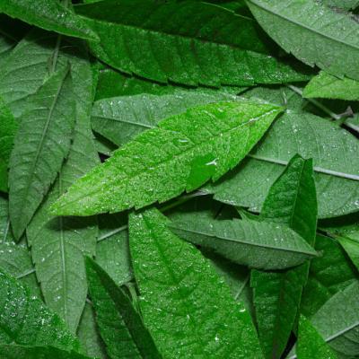 Extrait naturel de Verveine vraie pour la Gastronomie - 30 Gr