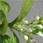 Huile essentielle de Petit grain Bigaradier (feuilles d'oranger amer) - 30 gr