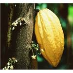 Extrait naturel de Cacao (fèves torréfiées) pour la Gastronomie - 30 Gr