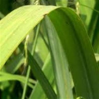 Huile essentielle de Lemongrass - 30 gr