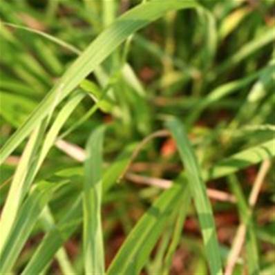Huile essentielle de Lemongrass - 30 gr